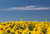 Hokkaido Sunflowers
