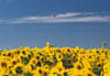 Sunflower Field