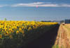 Hokkaido Sunflowers