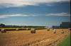 Photographing Sunflowers