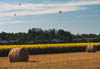 Sunflowers and Balloons