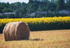 Sunflowers and Hay