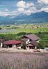 Furano, Hokkaido Lavender