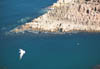 Sea Bird at the Okhotsk Sea