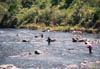 Fly-Fishing in Nagano Prefecture