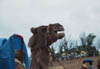 Tottori Sand Dunes Camel