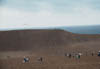 Tottori Sand Dunes