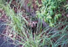 Japanese raccoon dog