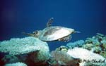Sea Turtle - Great Barrier Reef, Australia