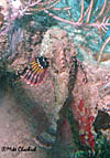 Stonefish - Runaway Bay, Jamaica