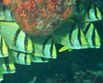 Porkfish - Cancun