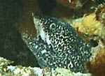 Spotted Moray - Cozumel