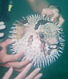 Puffer Fish - Langkawi, Malaysia